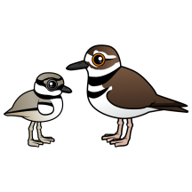 Killdeer & Chick