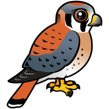 American Kestrel