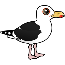 Great Black-backed Gull