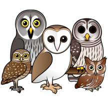 Five Birdorable Owls