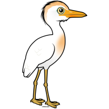 Cattle Egret