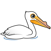 American White Pelican
