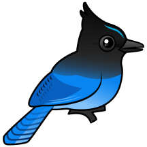 Steller's Jay