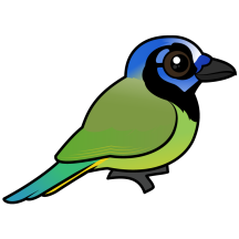Green Jay