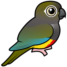 Burrowing Parakeet
