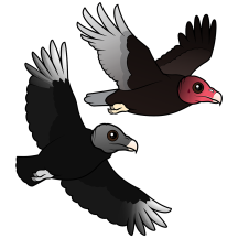 America's Vultures