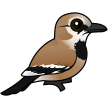 Iranian Ground-Jay