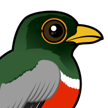 Trogons, Cotingas & Compadres