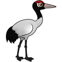 Black-necked Crane
