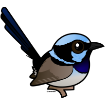 Superb Fairywren
