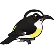 Bananaquit