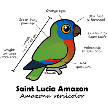 St Lucia Amazon Statistics
