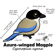 Azure-winged Magpie Statistics