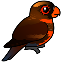 Dusky Lory