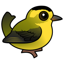 Wilson's Warbler