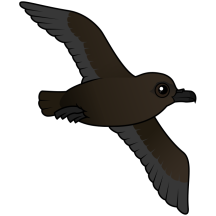 Christmas Shearwater