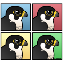 Four Color Peregrine Falcon