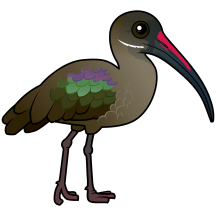 Hadada Ibis