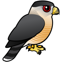 Cooper's Hawk