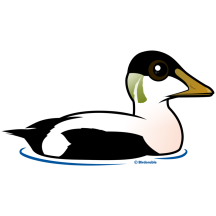 Common Eider