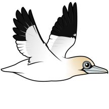 Flying Northern Gannet