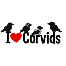 I Love Corvids