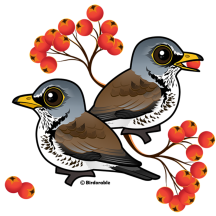 Fieldfares with Berries