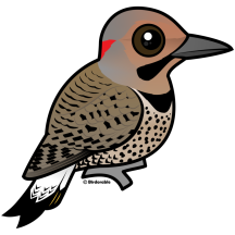 Northern Flicker (yellow-shafted)