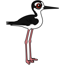 Black-necked Stilt