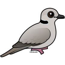 Ring-necked Dove