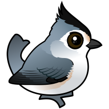 Black-crested Titmouse