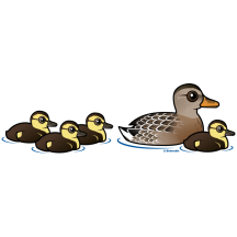 Mallard & four ducklings