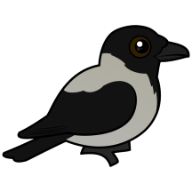Hooded Crow