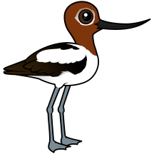 Red-necked Avocet