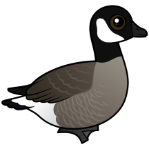 Cackling Goose