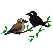 Rusty Blackbird Pair