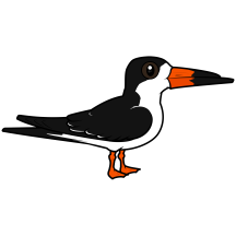 Black Skimmer