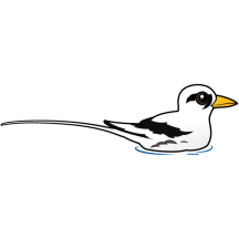 White-tailed Tropicbird at rest