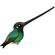 Cute Sword-billed Hummingbird