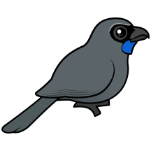 Kokako