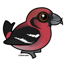 White-winged Crossbill