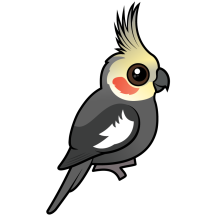Cockatiel