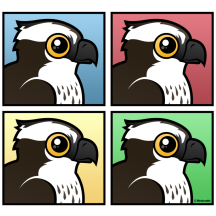 Four Color Osprey