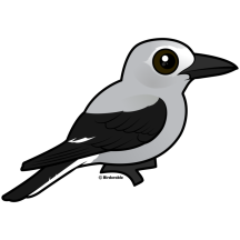 Clark's Nutcracker