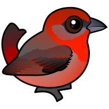 Hepatic Tanager
