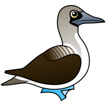 Blue-footed Booby