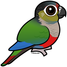 Crimson-bellied Parakeet