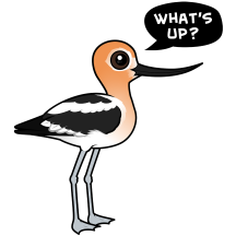 Avocet Asks: What's Up?