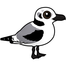 Black-legged Kittiwake juvenile