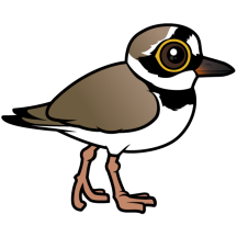 Little Ringed Plover